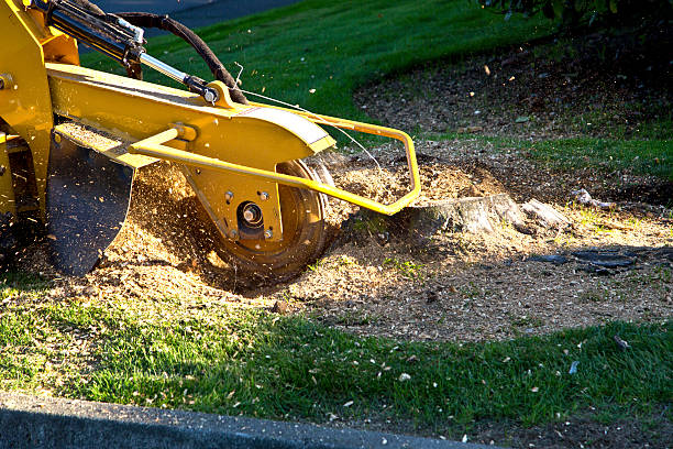 Best Mulching Services  in Pataskala, OH